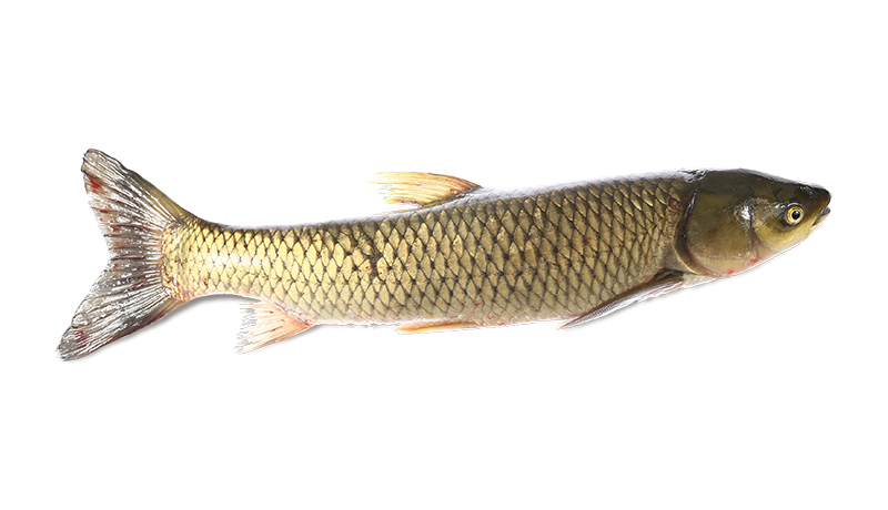 Graskarpfen