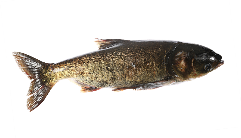 Marmorkarpfen